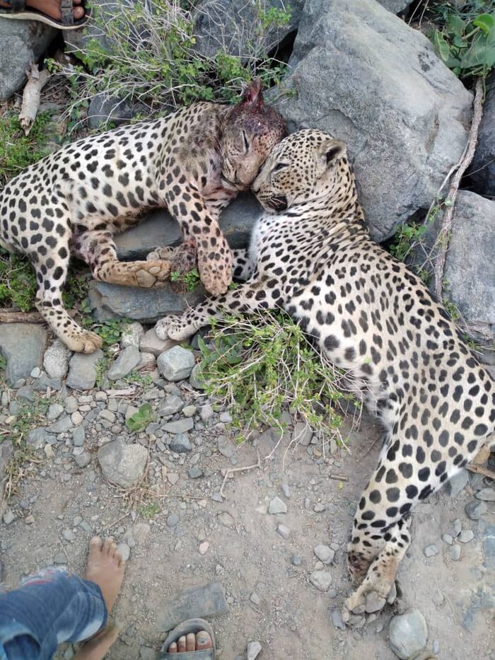 الهيئة العامة لحماية البيئة تستنكر حادثة قتل واصطياد نمرين عربيين في أبين "صورة"