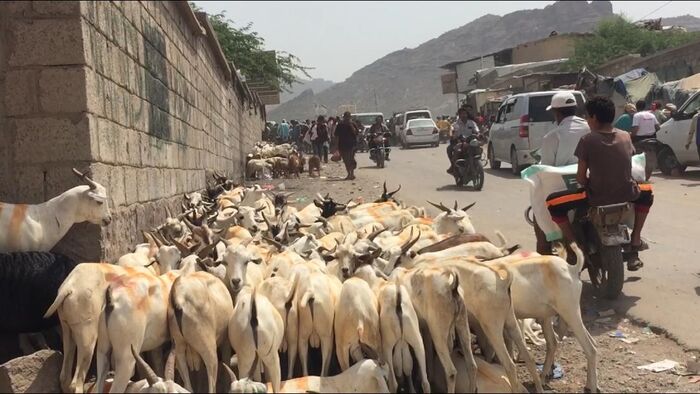 في قعطبة والضالع: الأضحية وملابس العيد.. لمن استطاع إليها سبيلا والمنطمات مطلوبة للمحاسبة "تقرير"