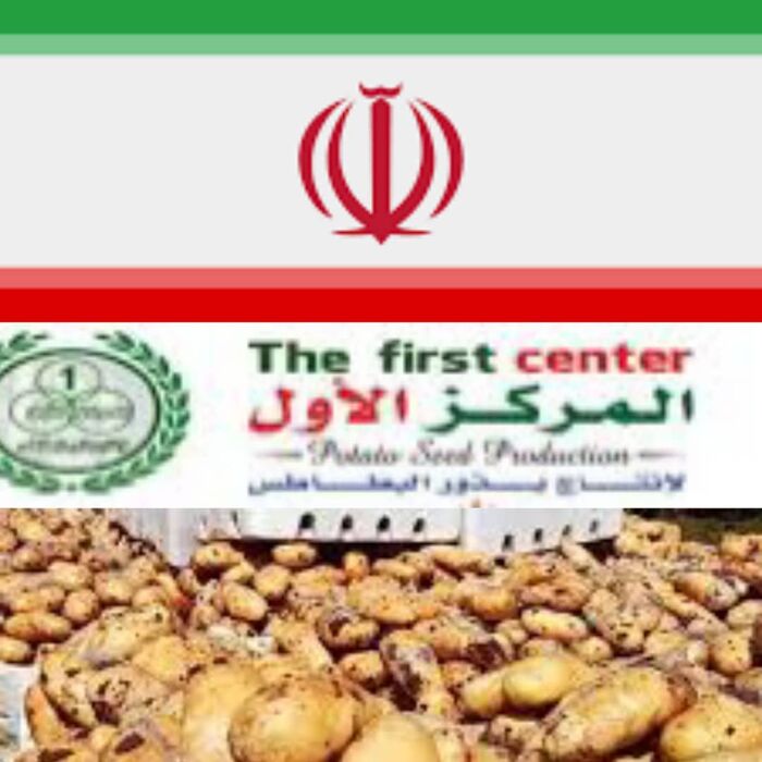 عبر مستثمر إيراني.. وصول شحنة بذور بطاطس مهربة إلى منفذ عفار-ذمار وتحذيرات من خطورتها (تفاصيل)..!!