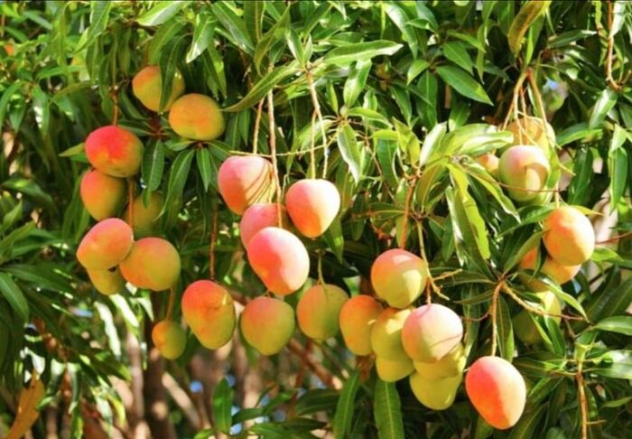 مليشيا الحوثي تشن حملة اختطافات استهدفت مزارعي المانجو في تهامة